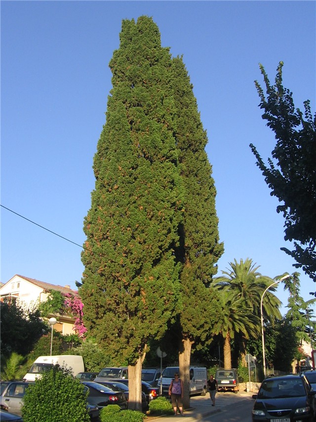 Lošinj17